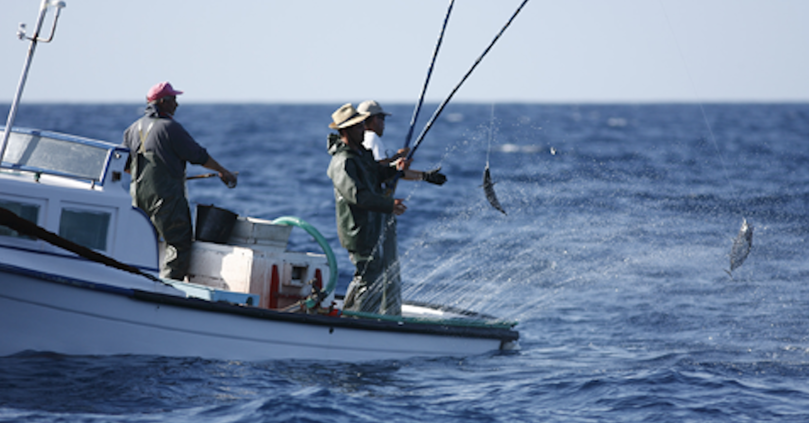 Foto/ Federação de Pescas dos Açores